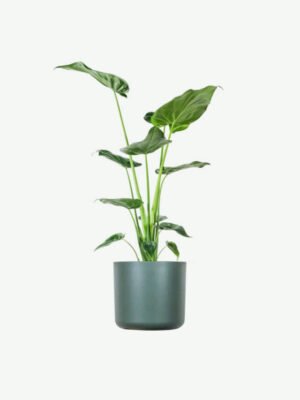plants ecommerce product featured img 17