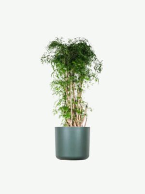 plants ecommerce product featured img 19