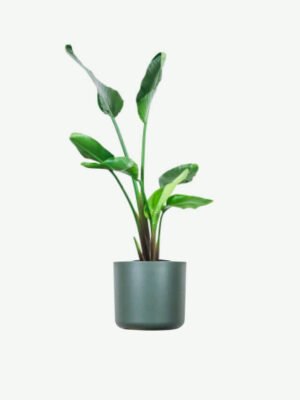 plants ecommerce product featured img 4